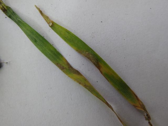 Septoria tritici