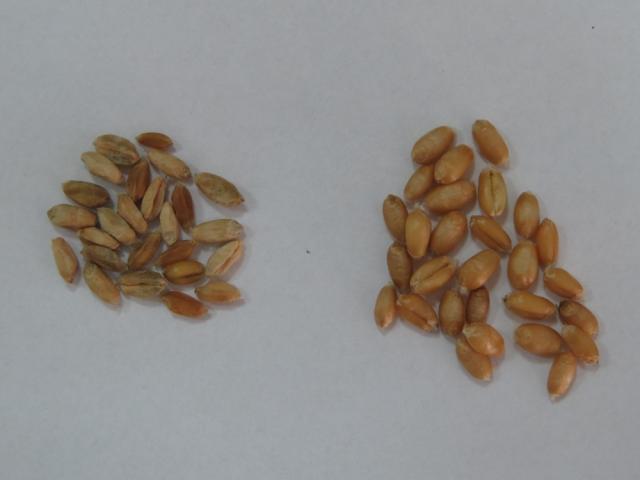 Fusarium spp.