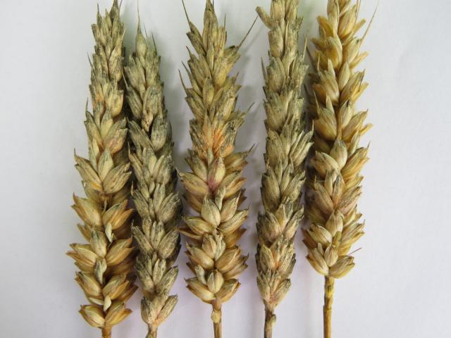 Fusarium spp.