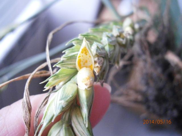 Puccinia spp. na klasu