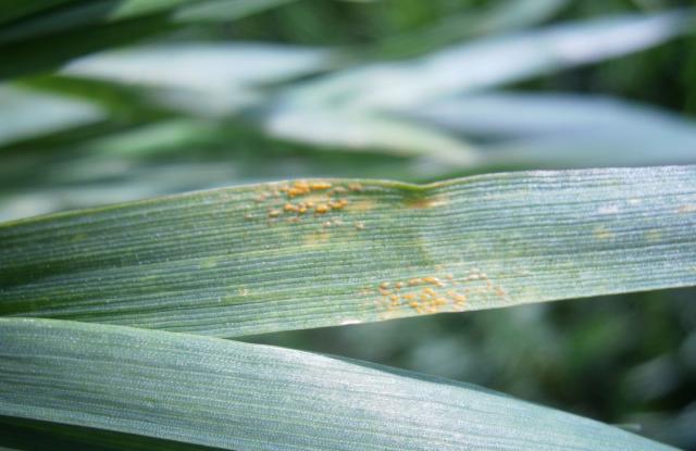 Puccinia recondita,rđa pšenice