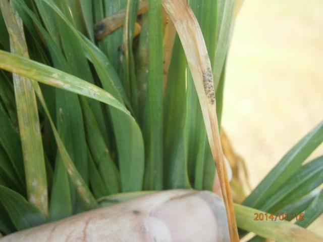 Septoria tritici