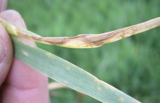 Septoria tritici,Siva pegavost lista pšenice