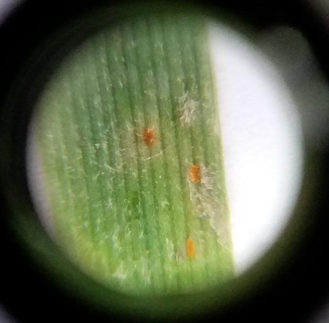 Puccinia spp