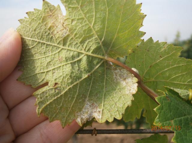 Plasmopara viticola