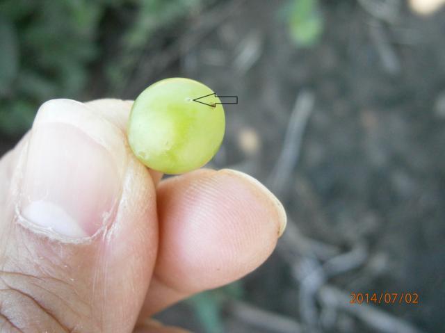 Lobesia botrana