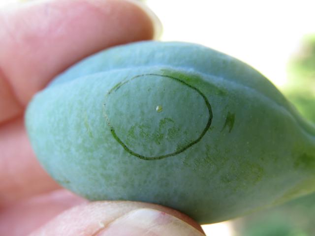 Grapholita funebrana egg,jaje šljivinog smotavca