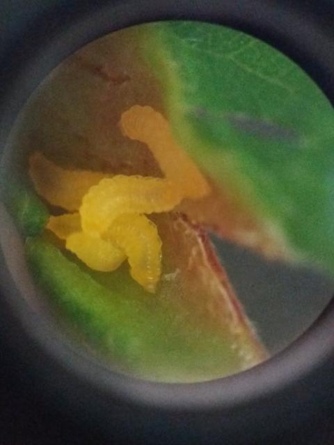 Plutoniella pruni,šljivina lisna muva