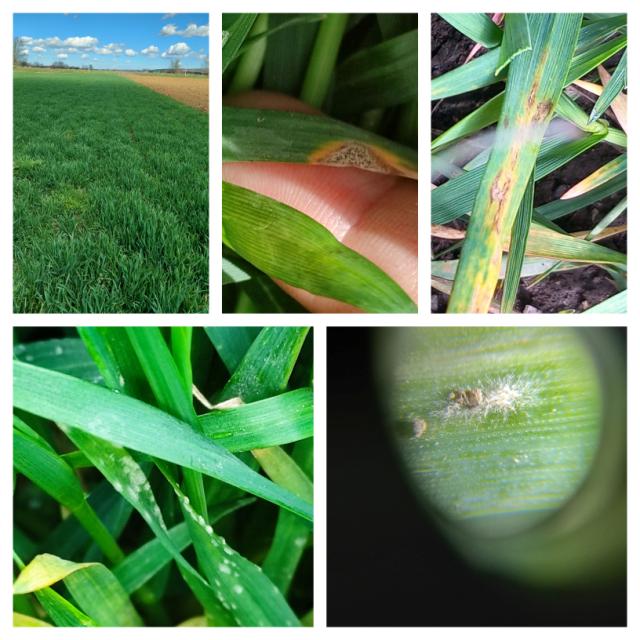 pšenica fenofaza i simptomi 
