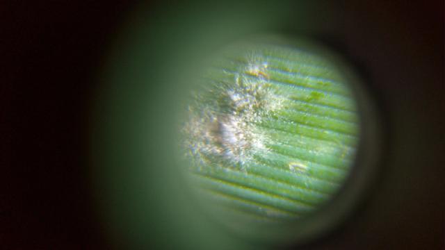 Pepelnica uvecana mikroskop