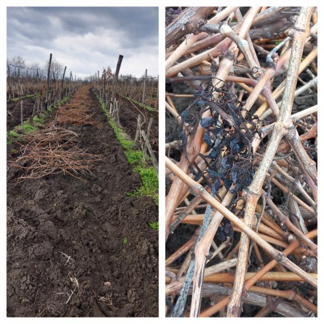 Pravilno orezan zasad,sakupleni ostaci i infektivni potencijal na lastarima