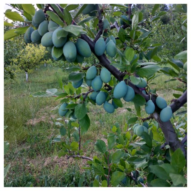 Faza razvoja ploda