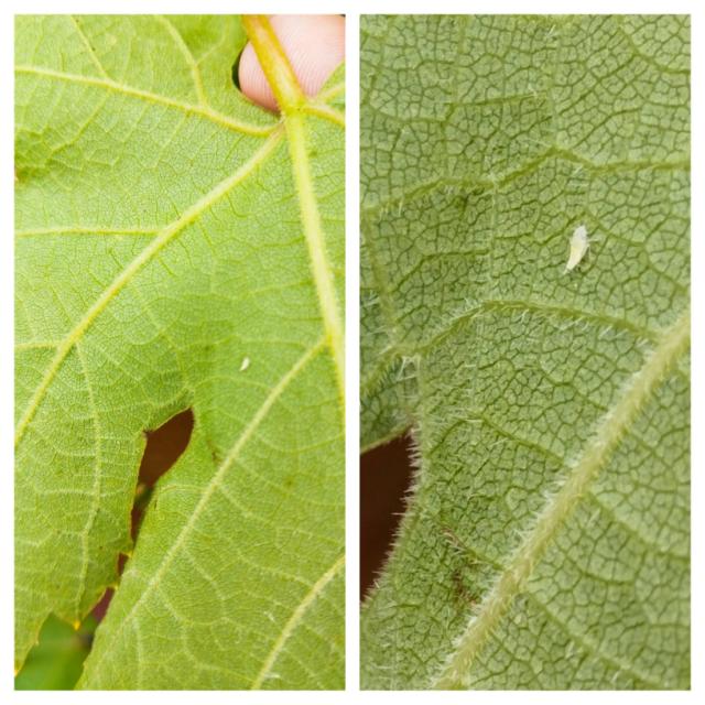 Larva na listu