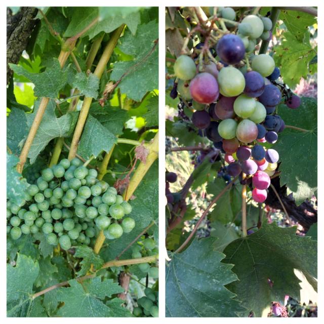 Faza razvoja vinove loze