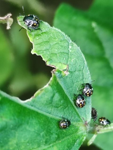 Larva zelene povrtne stenice