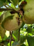 Ubušenja na plodu larvi jabukinog smotavca