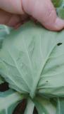 Larva kupusovog moljca