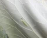 Larva kupusovog moljca