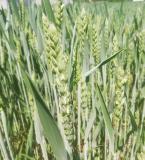 Faza razvoja pšenice