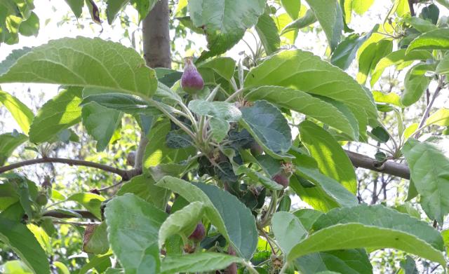 lokalitet Lipnica, faza razvoja jabuke sorte Aldared