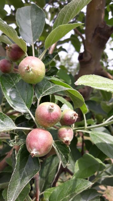 faza razvoja jabuke sorte Ajdared