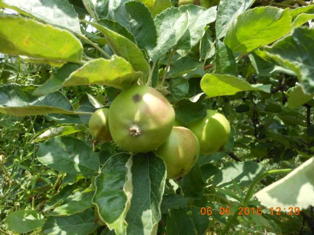 lokalitet Atenica, simptomiinfekcije V.inaequalis na plodovima sorte Ajdared