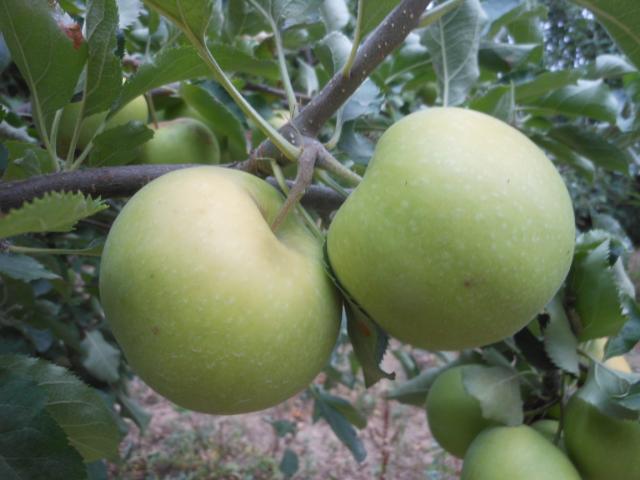 faza razvoja jabuke sorte Ajdared