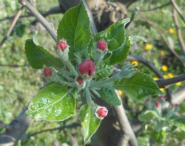 lokalitet Atenica, faza razvoja jabuke sorte Ajdared