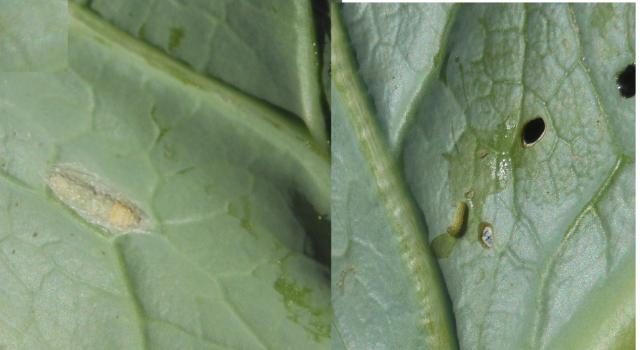 različiti stadijumi razvoja larvi kupusnog moljca, lokalitet Baluga