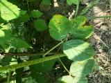 Didymella applanata
