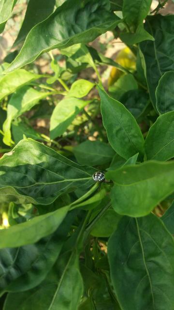 larva povrtne stenice na listu paprike