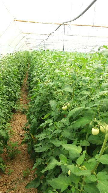 faza razvoja paradajza-plastenik