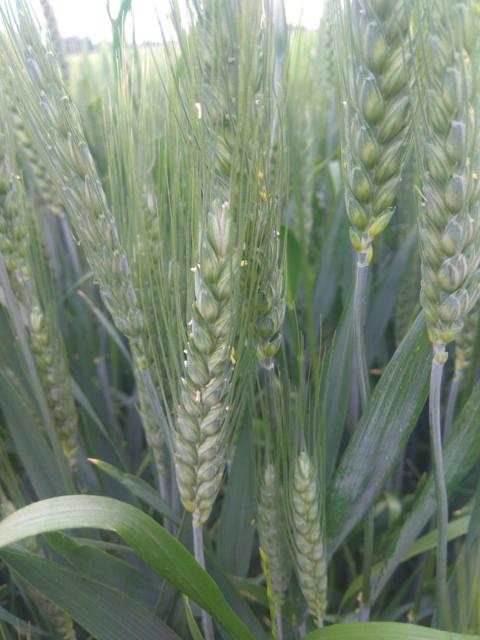 faza razvoja pšenice
