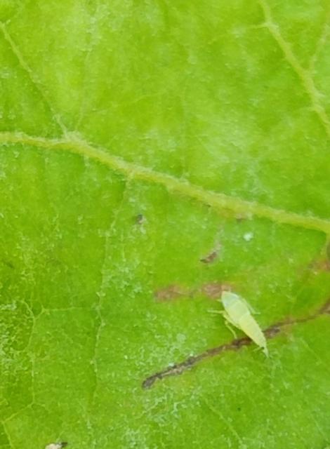 Scaphoideus titanus - larva trećeg stupnja