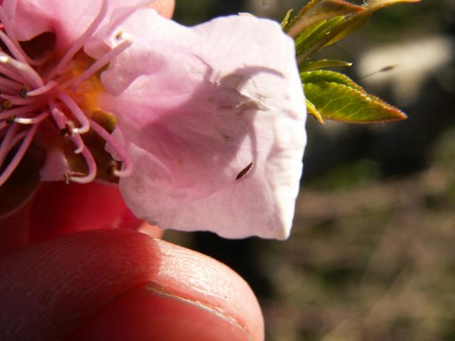 Odrasla jedinka tripsa na cvetu nektarine (2015.).